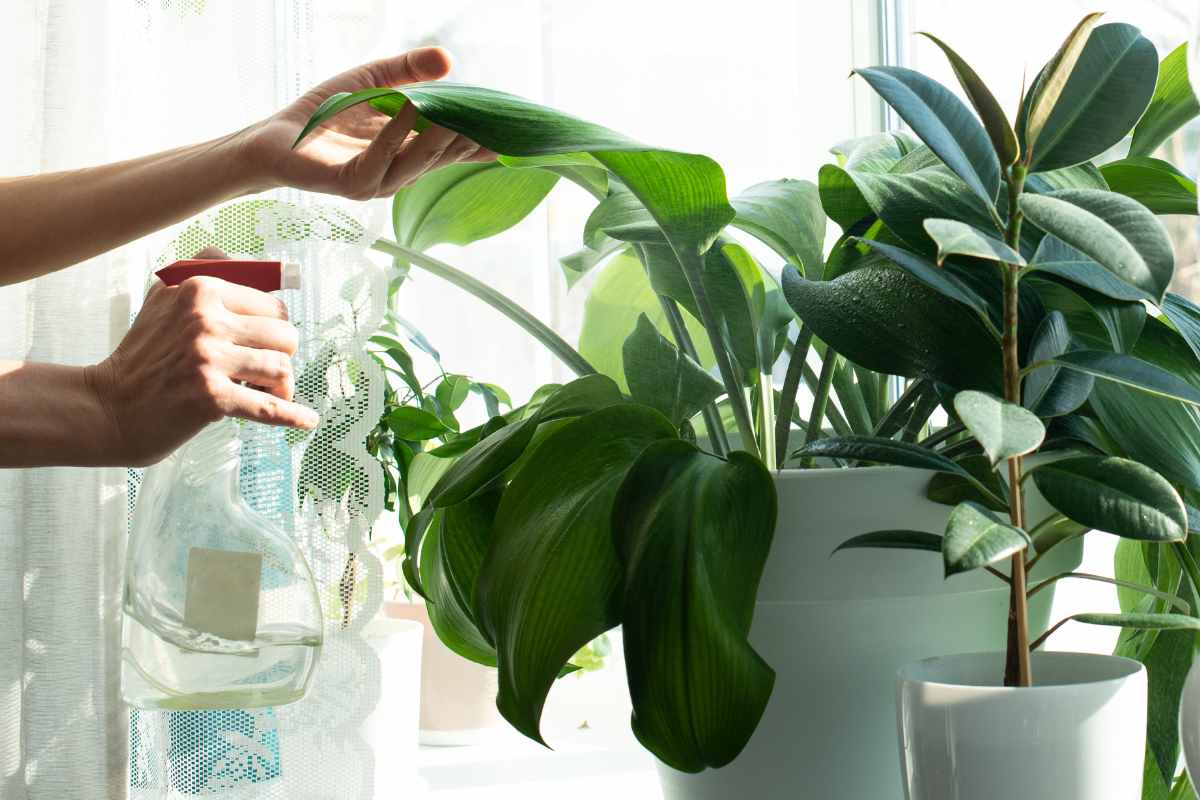 Eksperter: Så mange planter skal du bruge for et sundt indeklimaIndeklima